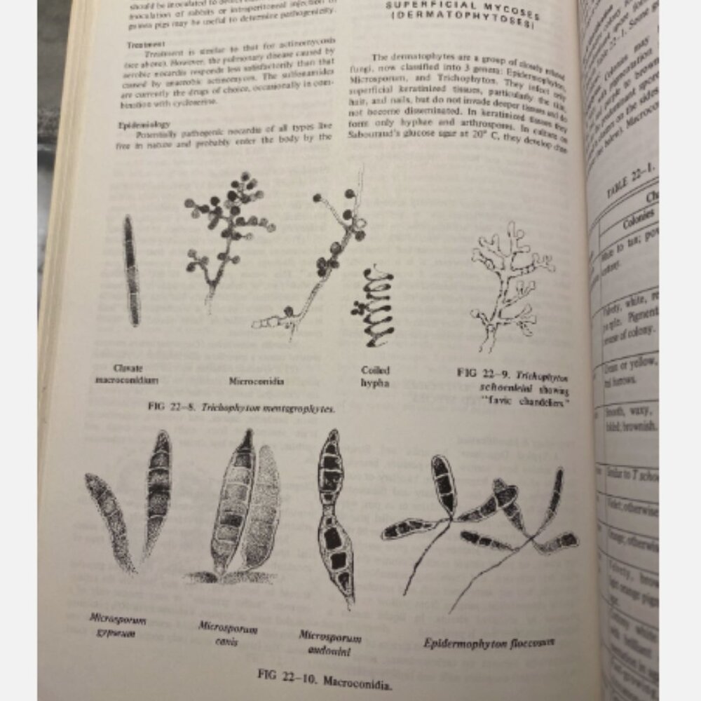 Review Of Medical Microbiology Edition 10 Ernest Jawetz - Picture 5 of 7